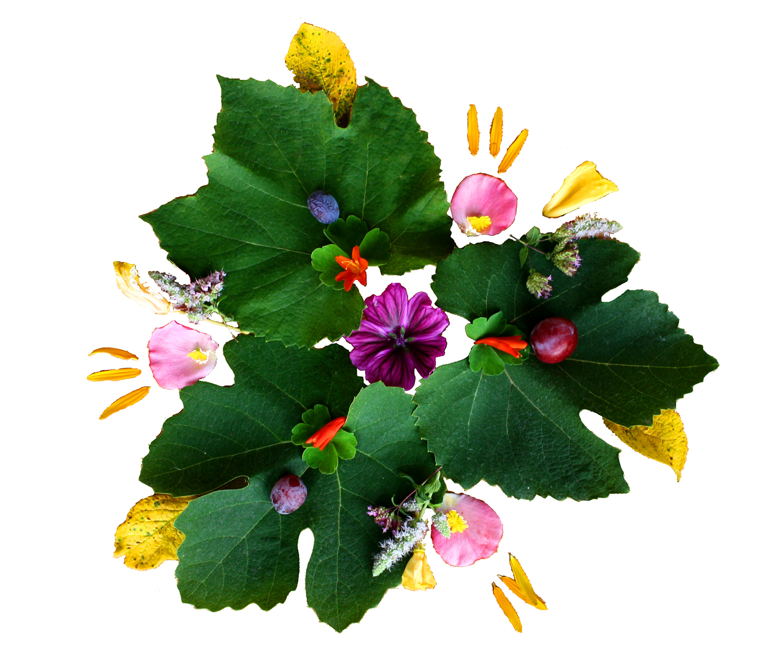 Pflanzen Mandala: Pflanzen Blumen Beeren Kräuter - Spirit