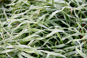 Fotografie: gefrorenes Gras.