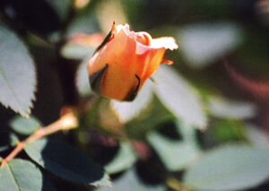 Postkarte: "Rose": Eine Rose "für dich"